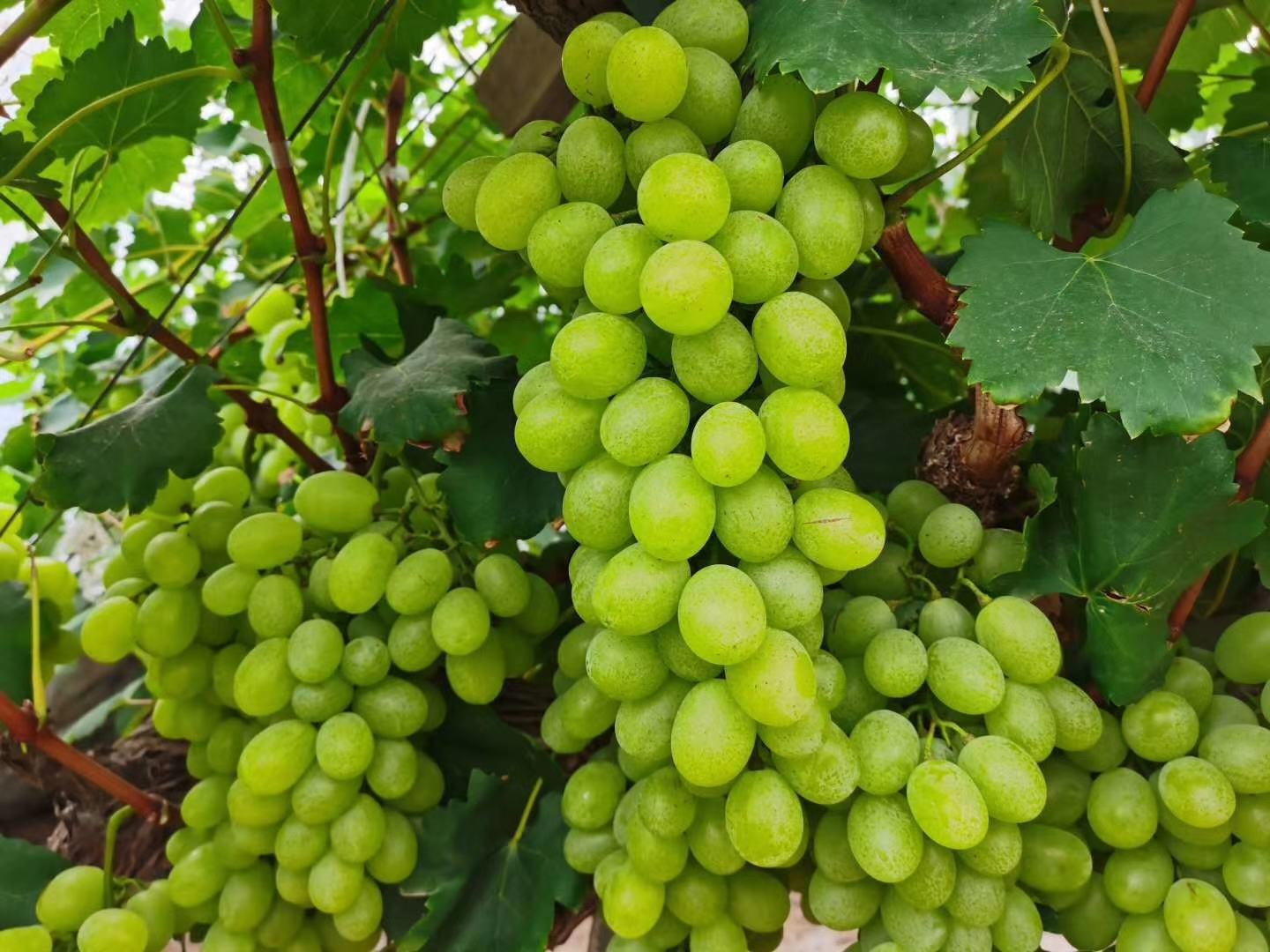 葡萄成串挂在藤上，背景为阳光下的葡萄园