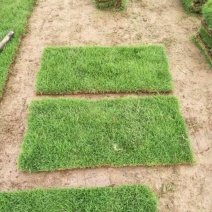 【优质】广西南宁马尼拉草、台湾草、草皮、草坪、草卷