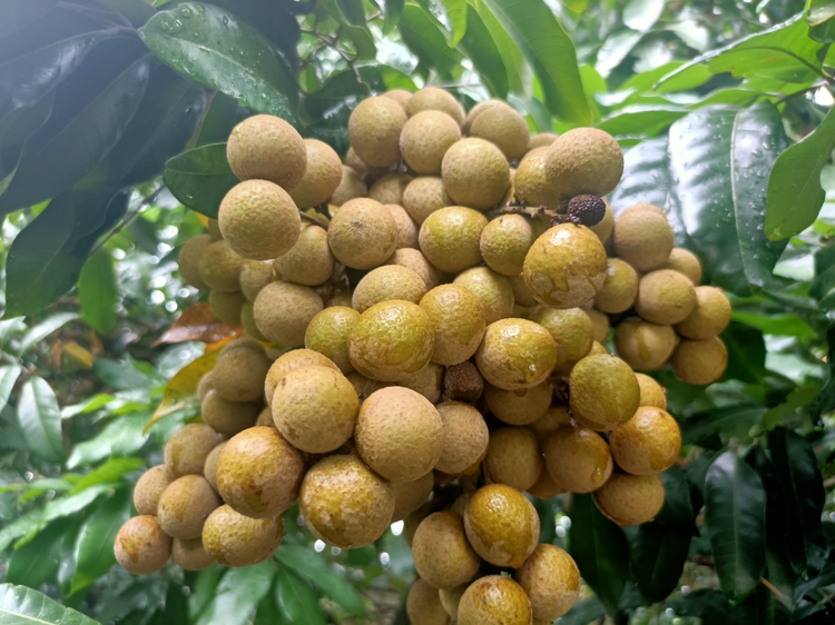 威海龙眼采摘节活动现场