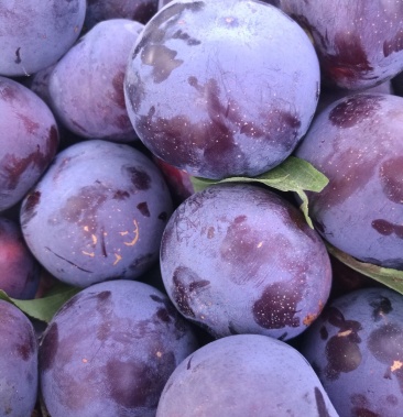 [李子批发]黑琥珀李子,黑总统李子价格0.40元/斤 - 一亩田