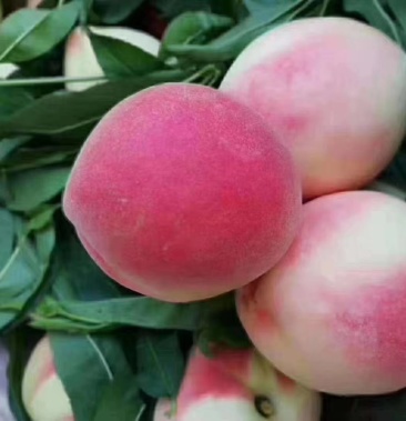 京八水蜜桃金鱼水蜜桃