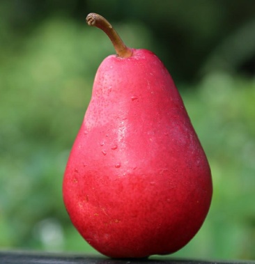 河南正宗红啤梨梨子5斤新鲜水果啤酒梨啤梨红梨子 有量有价