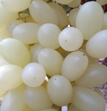 水晶无核马奶堤提子葡萄马奶葡萄