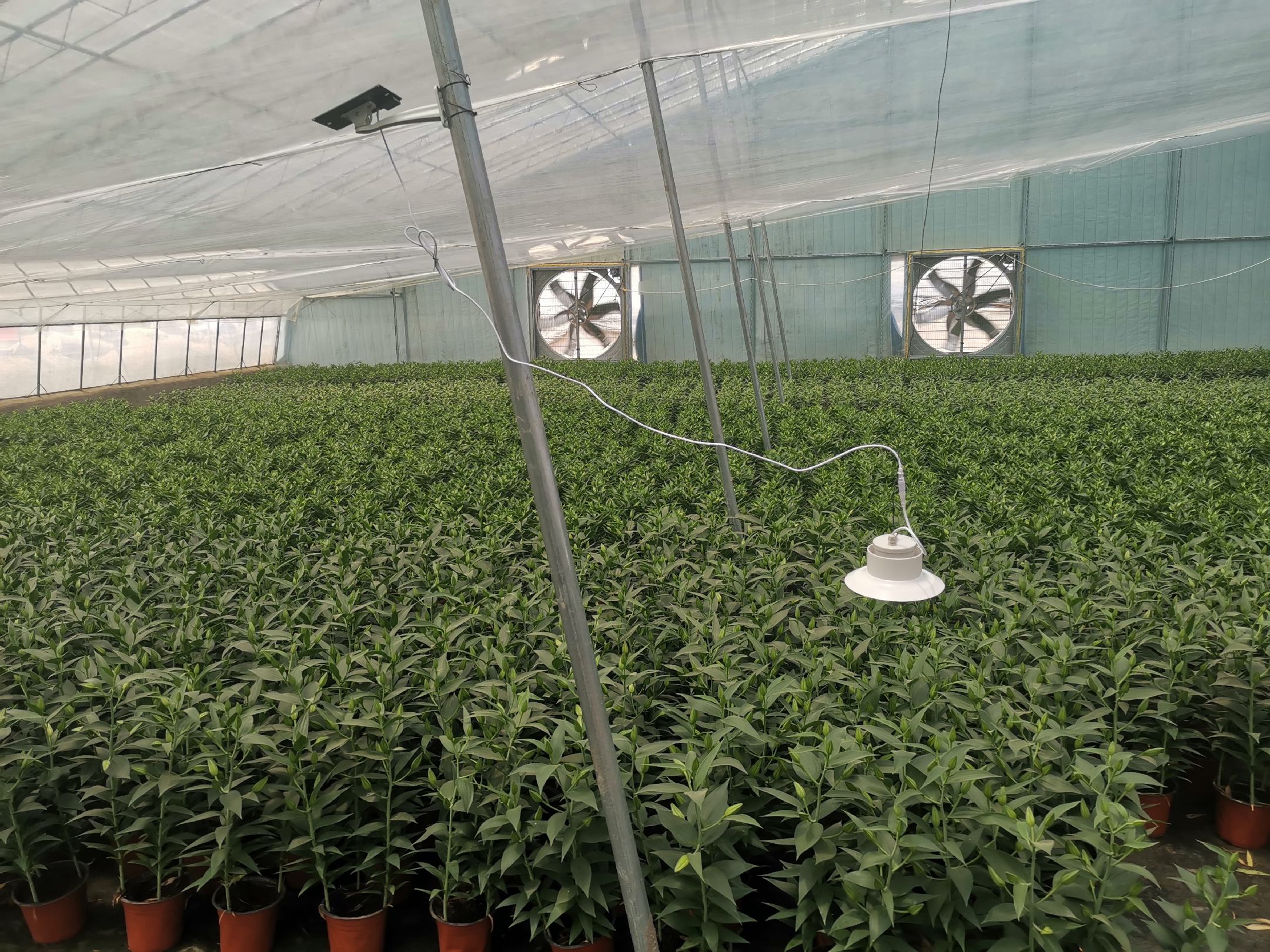 黄瓜大棚内安装LED补光灯进行光照补偿 黄瓜大棚补光场景