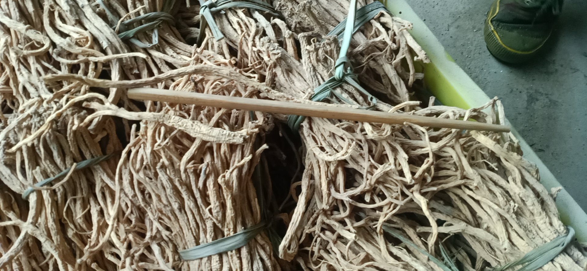 渭源白条党参种植基地