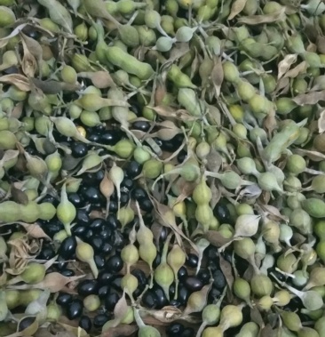 山豆根种子,带壳,净籽,便宜卖!