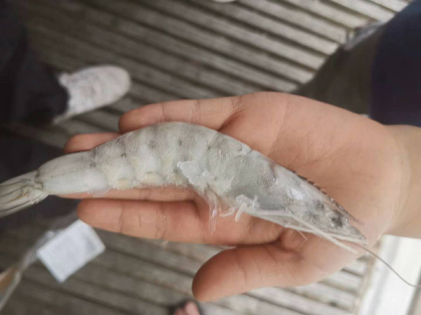 射阳对虾成品展示