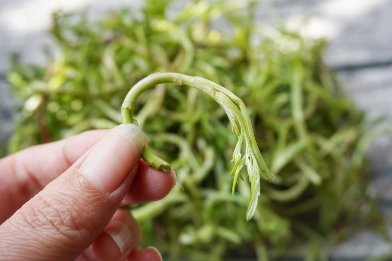 茼蒿焯水过程