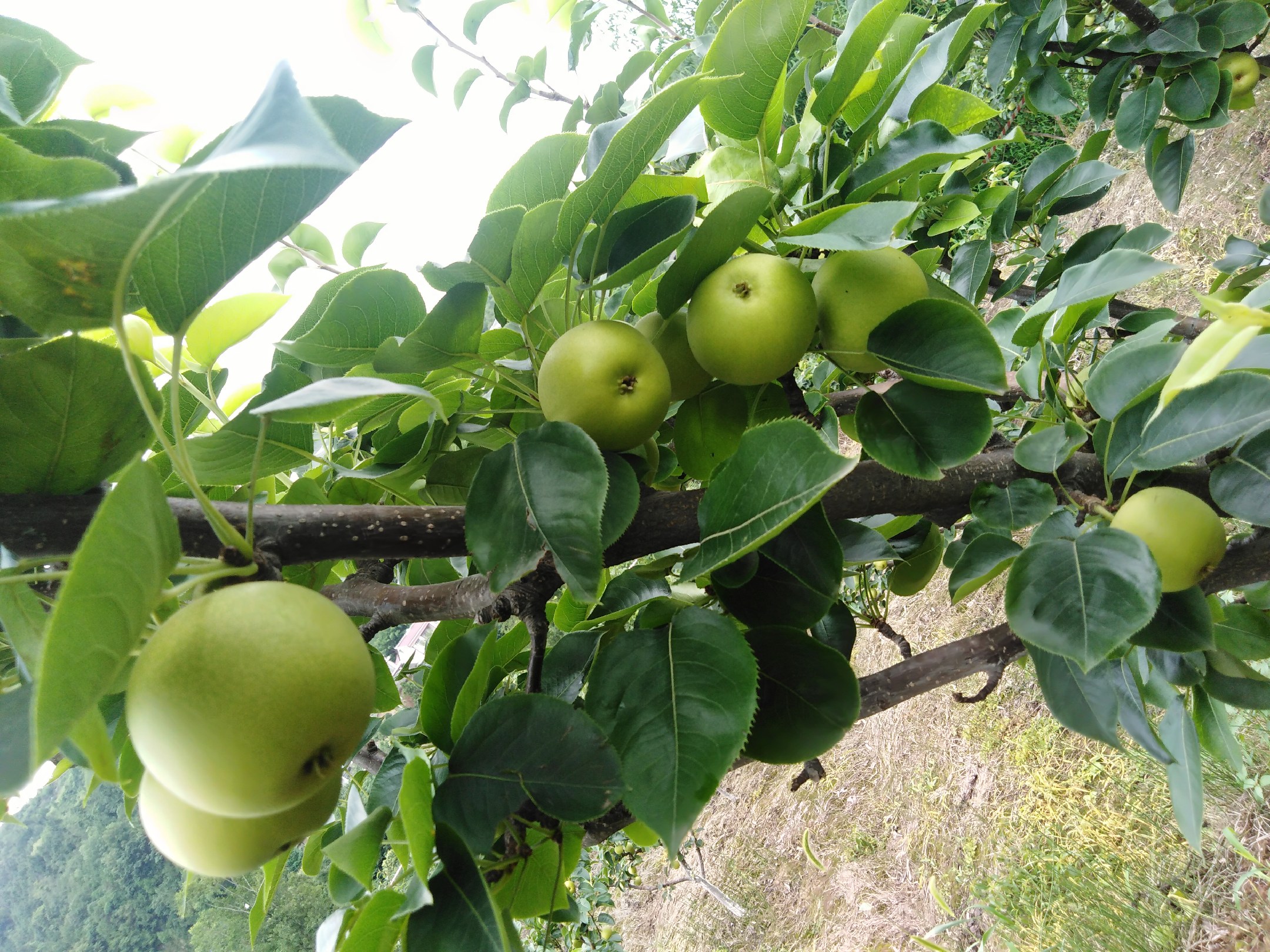 河北青皇冠梨果园实景