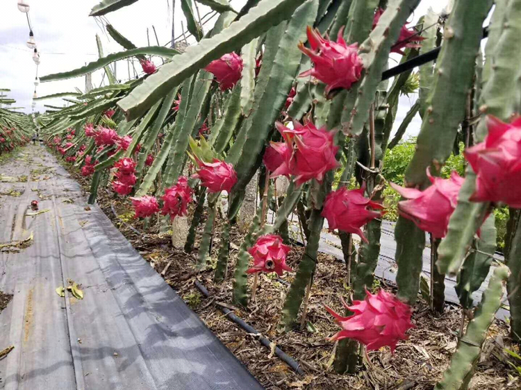 黄皮红心火龙果种植园