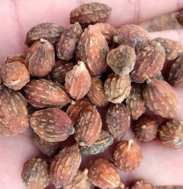 益智仁海南品种新货上市干净无杂质下单包邮