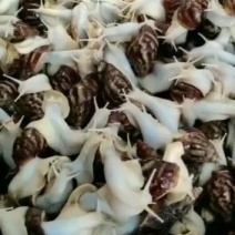 白玉蜗牛养殖投资小效益快