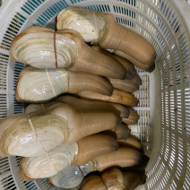 象拔蚌