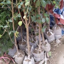 湘林糸良种嫁接《德字一号》油茶树，红果大籽实，出油率高，