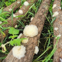 湖北随州无根椴木小银耳出胶率高软糯