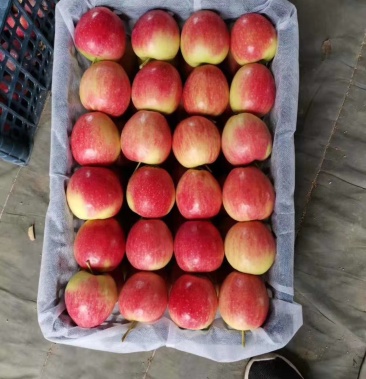 香槟苹果人参果辽伏苹果k10苹果