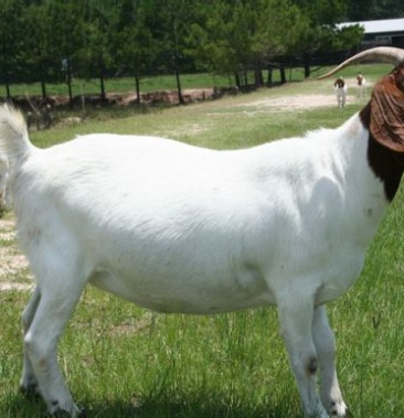 山东优质沂蒙山波尔山羊