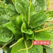 车前草种子食用野菜种籽中药材车轮菜籽四季野花组合种子