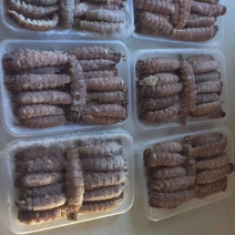专业皮皮虾肉厂家，多款包装规格