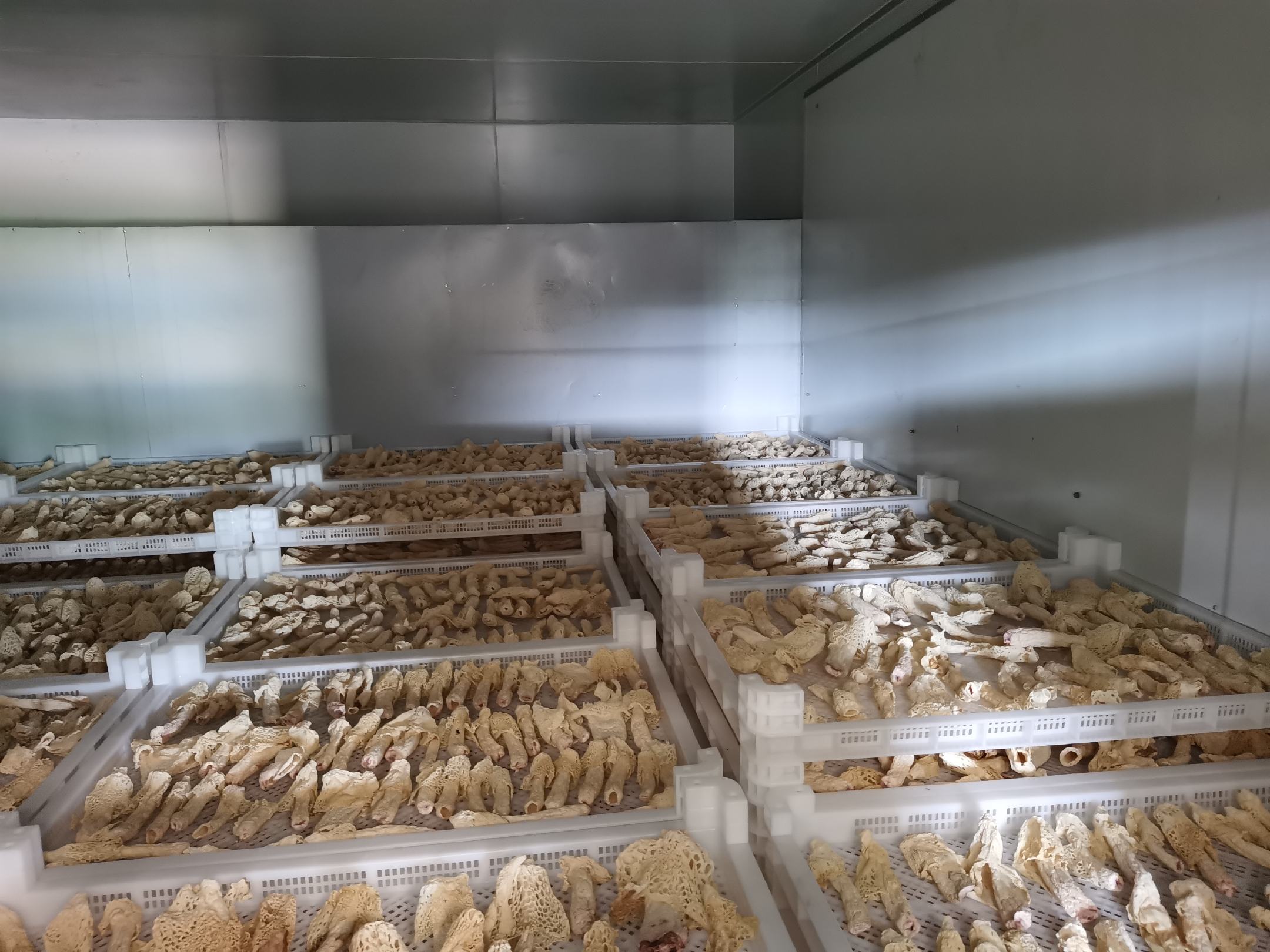 红托竹荪深加工产品展示台