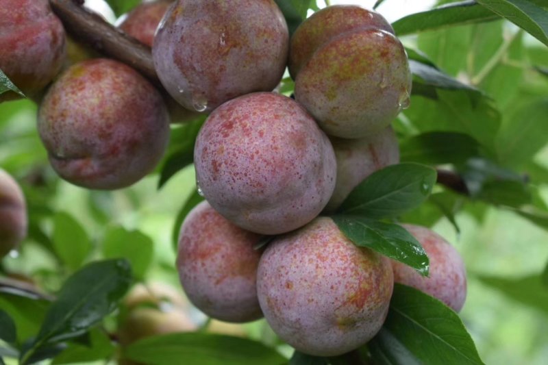 花果之乡武平东留金峰农场自产芙蓉李