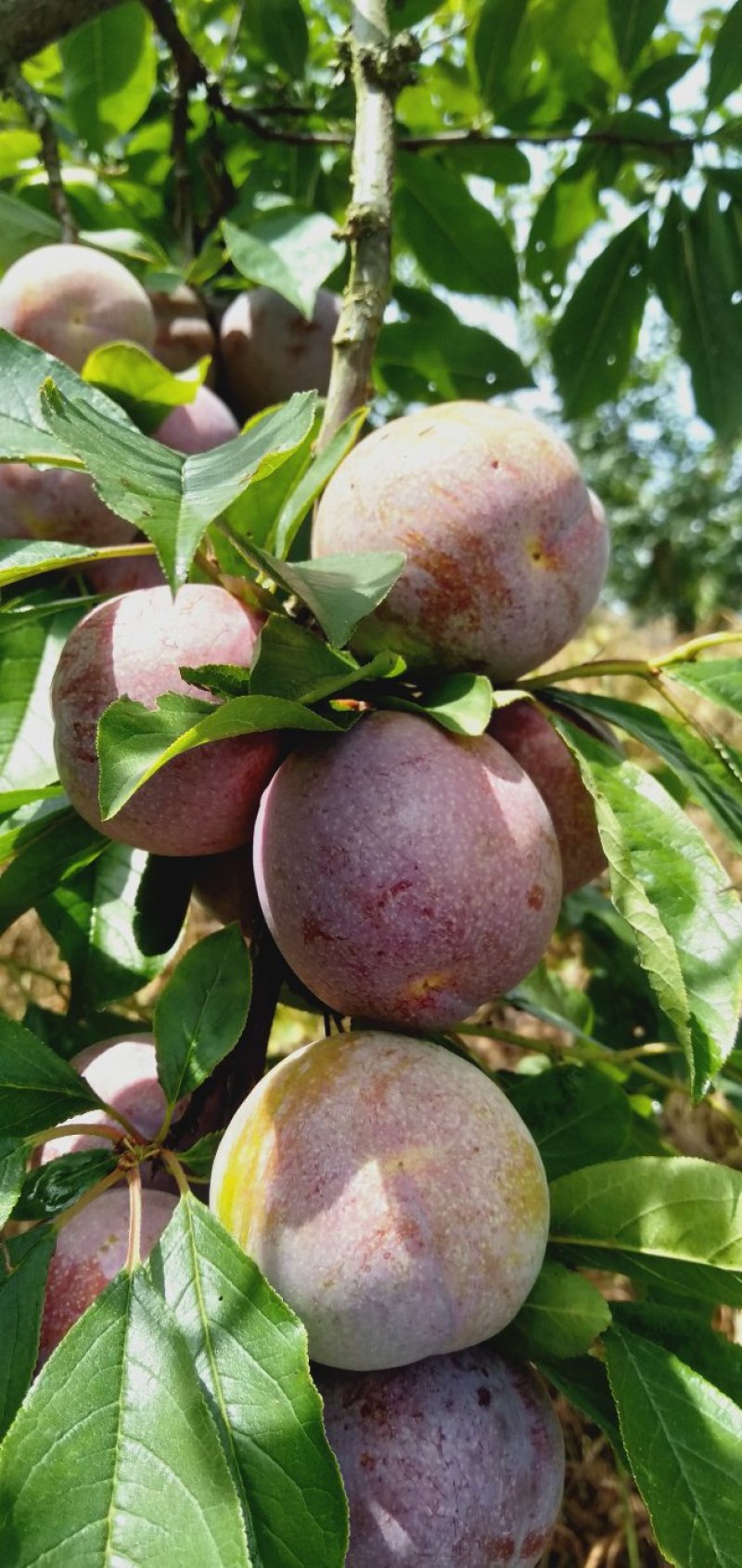 花果之乡武平东留金峰农场自产芙蓉李