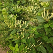 金银花树