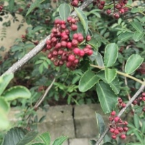 袋装红花椒，冕宁川西苗木种植有限公司
