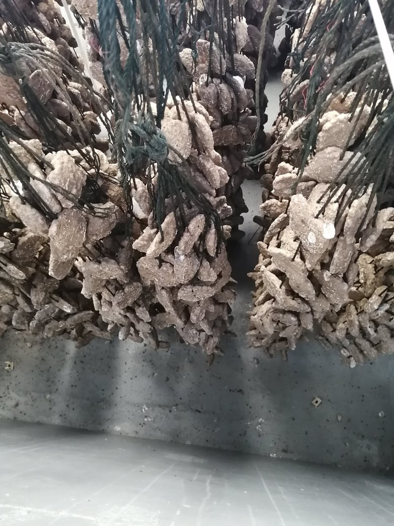 人工苗生蚝苗