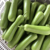 瓠子瓠瓜精品瓠子要的联系