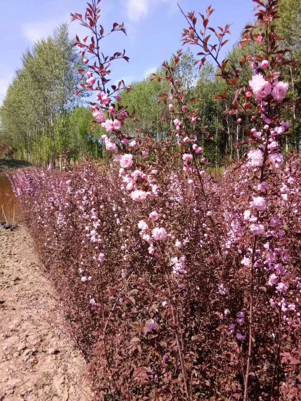 [榆叶梅批发]榆叶梅 红叶榆叶梅 绿叶榆叶梅 榆叶梅扦插苗价格0.