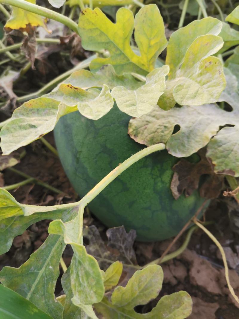 西农八号,称心如意西瓜