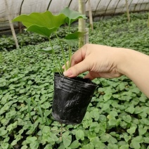 春芋小杯苗圃培育直销小杯春芋视频看货量大从优