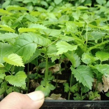 紫花风铃木小苗风铃木苗不包邮量大从优欢迎选购咨询