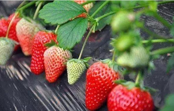 草莓果实膨大期施肥操作图
