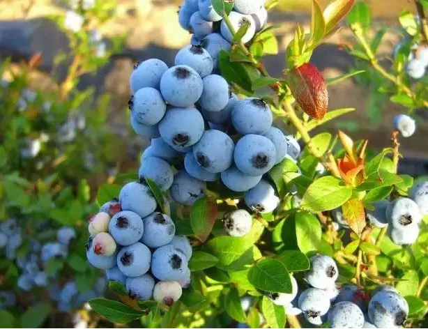 蓝莓花腐病防治喷药现场图