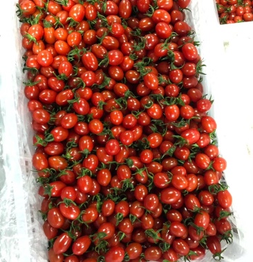 [千禧圣女果批发]釜山88小玲珑基地直发价格90.00元/件 - 一亩田