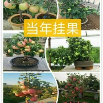 盆栽冬红果红肉苹果富士盆栽盆景包存活南北方皆可种植