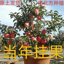 自家苗圃常年供应贵人果苹果树盆栽当年挂果品种纯正
