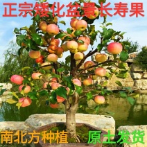 当年挂果苹果富士长寿果南北方种植包存活带土发货
