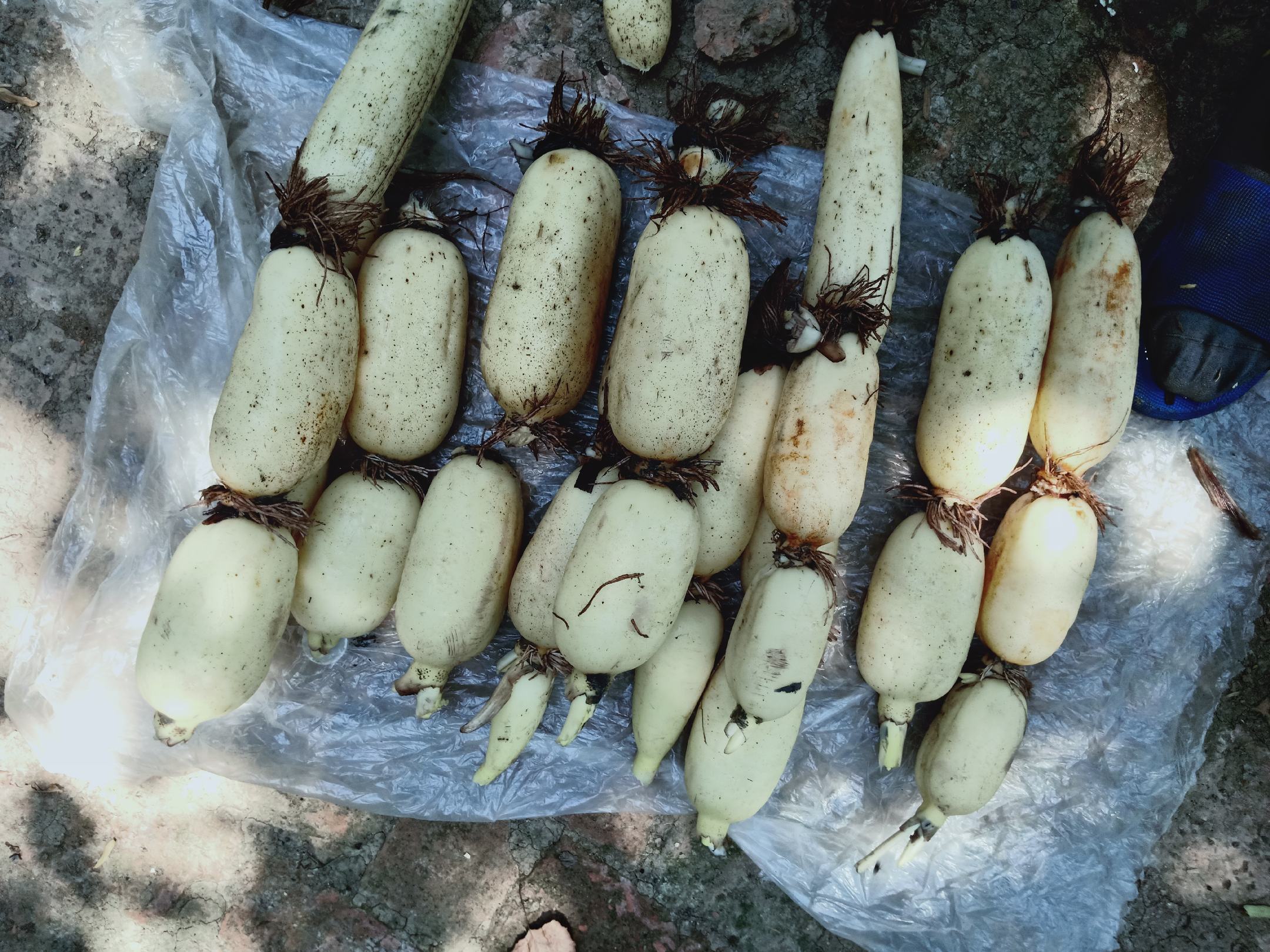 白藕挑选示意图