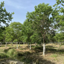 10公分乌桕乌桕树绿化苗木基地直发成活率高
