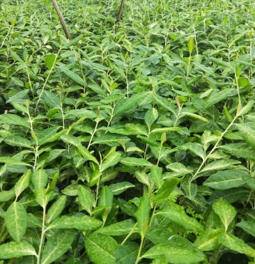 极白茶苗中白四号茶苗基地直销量大从优