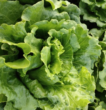 意大利生菜无金边无扭心产地好货源精品生菜发全国