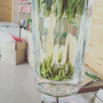 湄潭翠芽