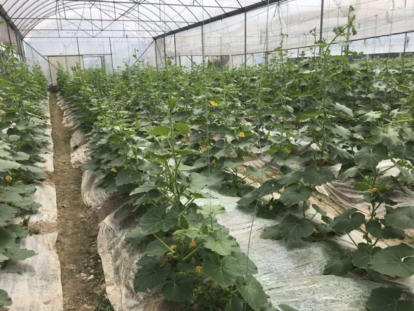 穴盘中生长整齐的板栗南瓜幼苗,叶片肥厚、茎秆粗壮,背景为温室育苗架,上方覆盖银灰色防虫网,用于阻隔蚜虫和烟粉虱 板栗南瓜穴盘育苗实景图