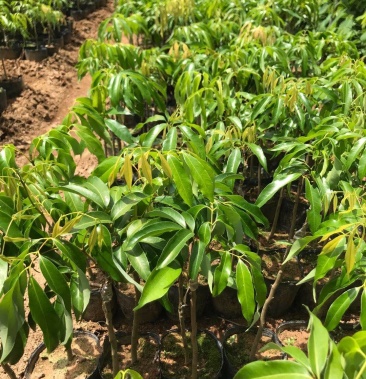 嫁接高产荔枝蜜丁香荔枝妃子笑荔枝种苗