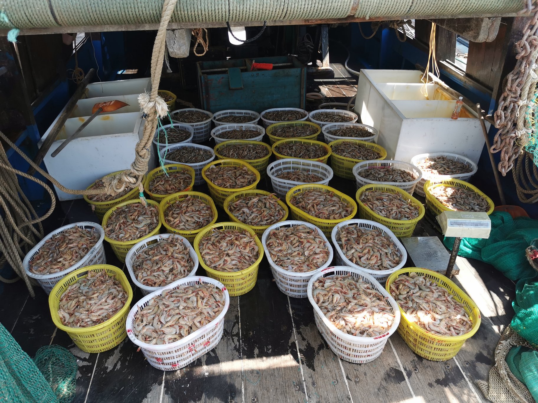 远海梭子蟹在捕捞船上被分类摆放整齐 远海梭子蟹在捕捞船上被分类摆放整齐