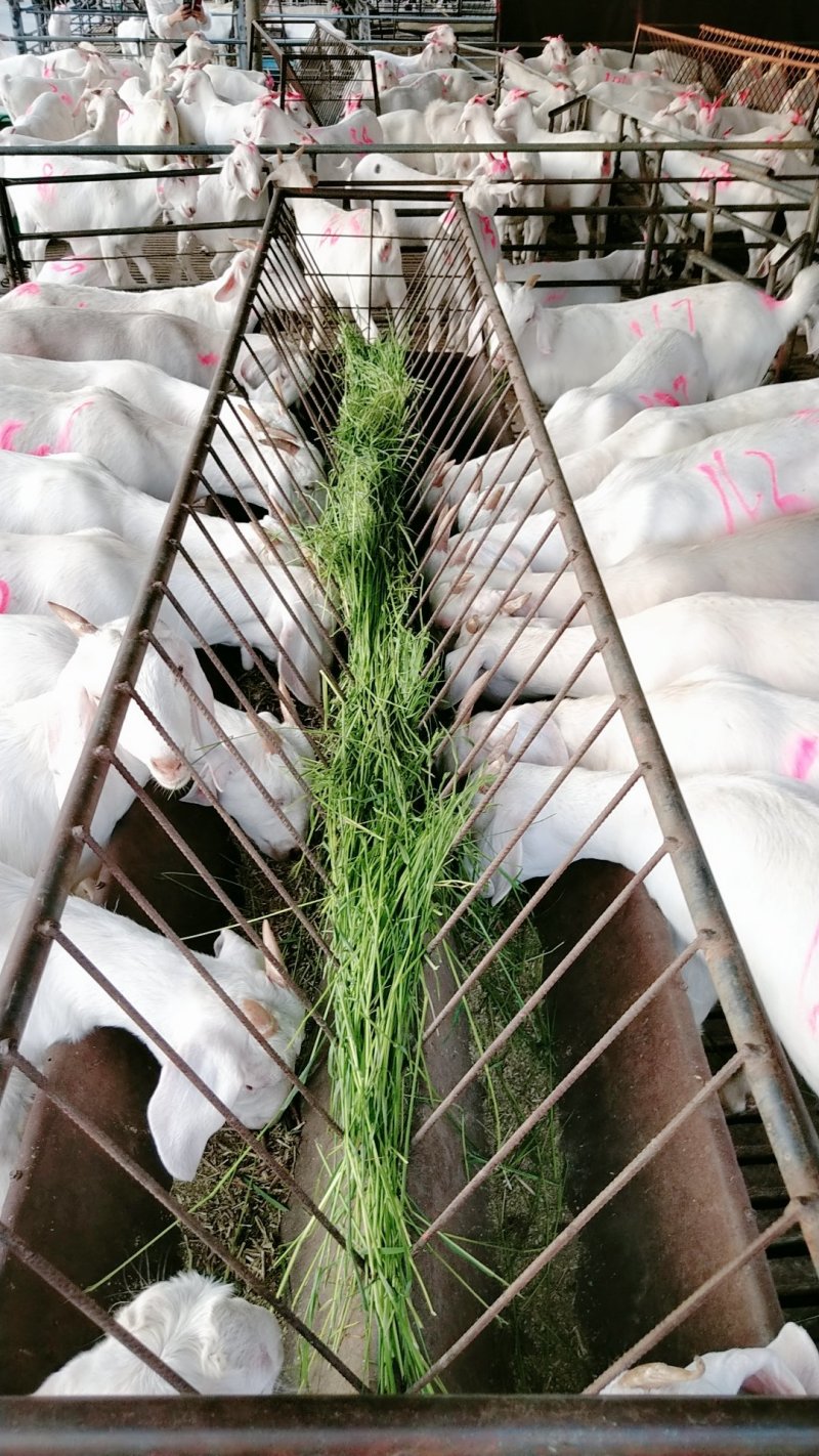 山东菏泽郓城县食槽 385.00元/个羊槽子,折叠