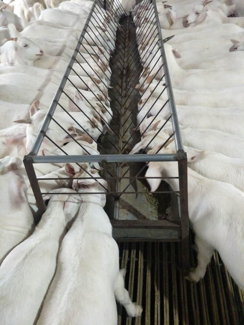 山东菏泽郓城县食槽 385.00元/个羊槽子,折叠